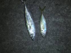 阪神間ワームフィッシング、アジにサバにガシ…