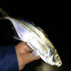 松帆の浦　アジングで〜19cmのアジ入れ食い