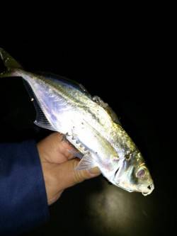 松帆の浦　アジングで〜19cmのアジ入れ食…