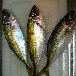 松帆の浦　アジングで〜19cmのアジ入れ食い