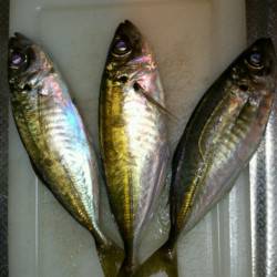 松帆の浦　アジングで〜19cmのアジ入れ食い