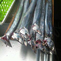 伊保港で朝まづめにタチウオ狙い、合計8匹GET！