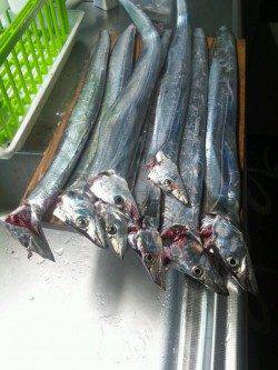 伊保港で朝まづめにタチウオ狙い、合計8匹GET！