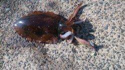 強風のため風裏を探してのエギング、養老でキロアップ！