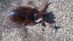 強風のため風裏を探してのエギング、養老でキ…