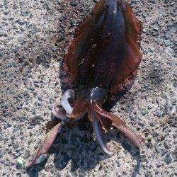 強風のため風裏を探してのエギング、養老でキロアップ！