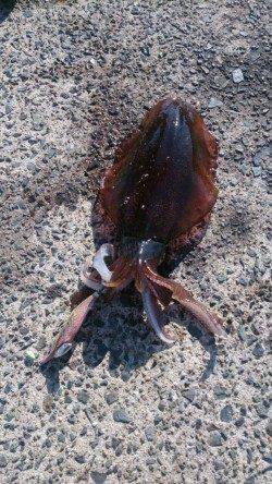 強風のため風裏を探してのエギング、養老でキロアップ！