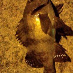 垂水漁港でのアジング、ボトムでメバルが釣れました