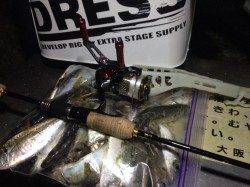 大阪南港でアジング、潮も効いていて一投一匹でした!!