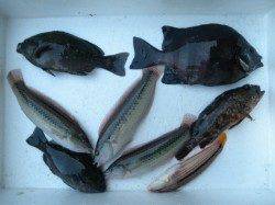 ２０cmオーバーの良型アジ５匹！他　南港海釣り公園