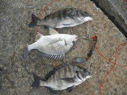 南港海釣り公園、チヌ・タチウオなどあがっています