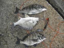 南港海釣り公園、チヌ・タチウオなどあがって…