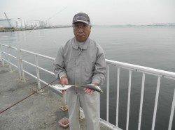 南港海釣り公園、チヌ・タチウオなどあがっています