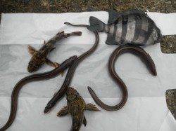 南港海釣り公園　アジ・タチウオは少なめ　アナゴやスズキの釣果