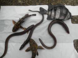 南港海釣り公園　アジ・タチウオは少なめ　ア…