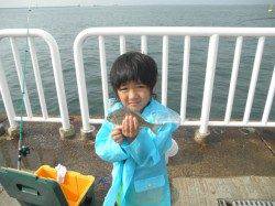 南港海釣り公園　サビキのアジは全体で500匹前後