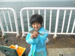 南港海釣り公園　サビキのアジは全体で500…