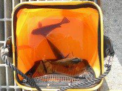 【お見事！グレ48cm！】南港海釣り公園