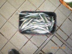 姫路市立遊漁センター、ウキ釣りでサヨリ大漁！