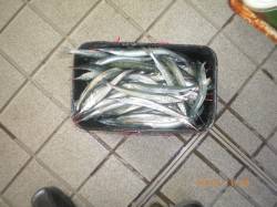 姫路市立遊漁センター、ウキ釣りでサヨリ大漁…