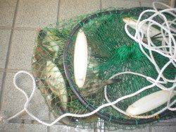 姫路市立遊漁センター、ウキ釣りでサヨリ大漁！