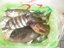 姫路市立遊漁センター サヨリ1人100匹☆ 他魚種も楽しめる