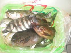 姫路市立遊漁センター　サヨリ1人100匹☆…