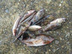 南港海釣り公園　アジは園で50匹　タチウオ、ガシラの釣果も