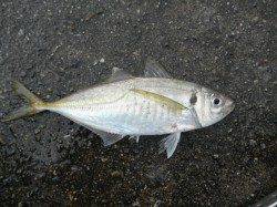 南港海釣り公園　アジは園で50匹　タチウオ、ガシラの釣果も