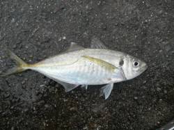 南港海釣り公園　アジは園で50匹　タチウオ…