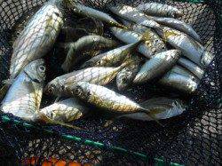 南港海釣り公園、飛ばしウキで29cmのアジ！！