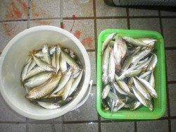 姫路市立遊漁センター、サヨリのウキ釣り絶好調キープです