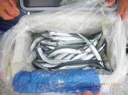 姫路市立遊漁センター、サヨリのウキ釣り絶好調キープです