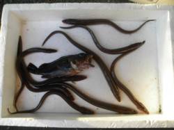 アナゴがわいています♪ 大阪南港魚つり園