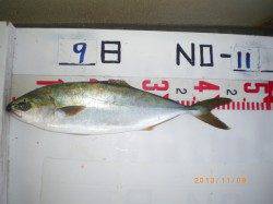 姫路市立遊漁センター　探り釣りでツバス