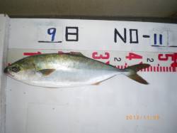 姫路市立遊漁センター　探り釣りでツバス