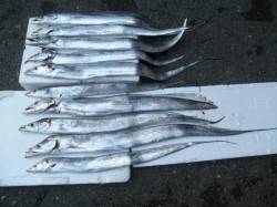 【本日強風でした】南港海釣り公園でタチウオ…