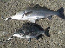 アジ午後からの方が調子ヨシ　南港海釣り公園