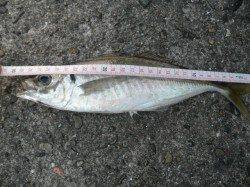 アジ午後からの方が調子ヨシ　南港海釣り公園