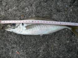 アジ午後からの方が調子ヨシ　南港海釣り公園…