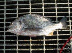 大阪南港魚つり園でキビレ46㎝