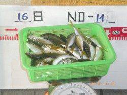 姫路市立遊漁センター、良型アジ山盛り★