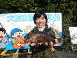 大阪南港魚つり園、アジ大きくなっています!