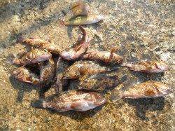 南港海釣り公園　タチウオ・アジ・ガシラなどの釣果