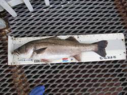 風が強い一日でした。尼崎市魚つり公園でスズ…