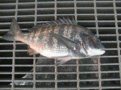 餌オキアミ、高台でチヌ