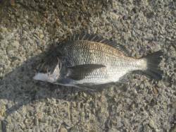 餌オキアミ、高台でチヌ　