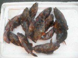 南港海釣り公園　今日はアジ大漁釣果