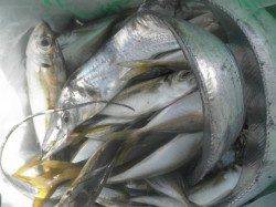 南港海釣り公園　朝方のアジ釣りは好調　ガシラ・タチウオの釣果も