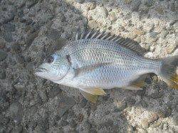 南港海釣り公園　朝方のアジ釣りは好調　ガシラ・タチウオの釣果も